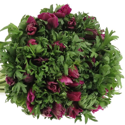 Anemone lila Ex Israel 40cm