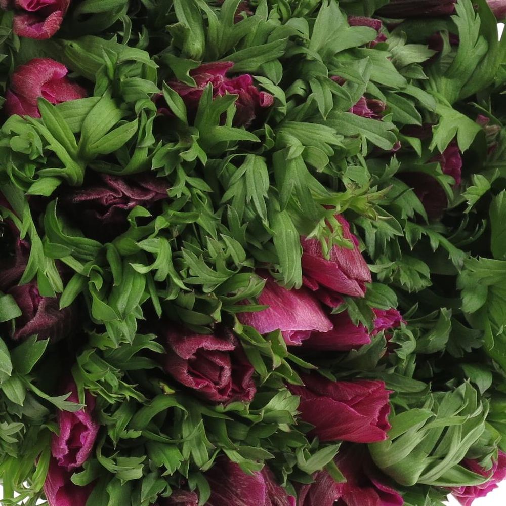 Anemone lila Ex Israel 40cm