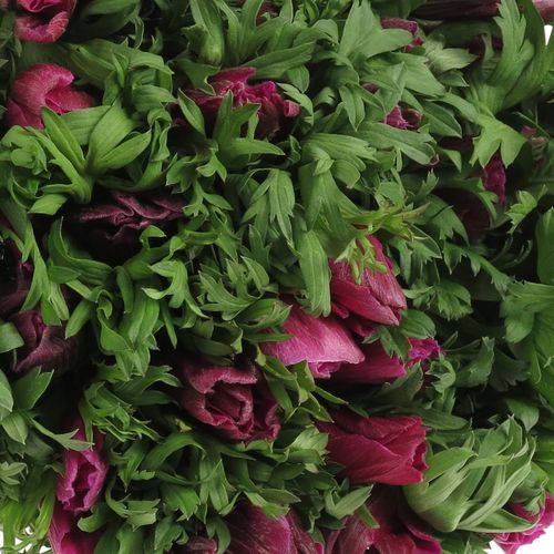Anemone lila Ex Israel 40cm