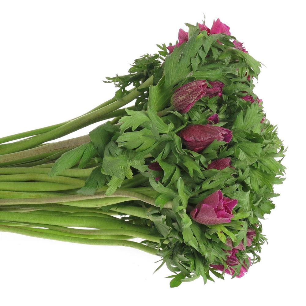 Anemone lila Ex Israel 40cm