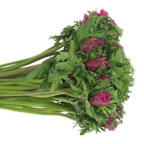 Anemone lila Ex Israel 40cm