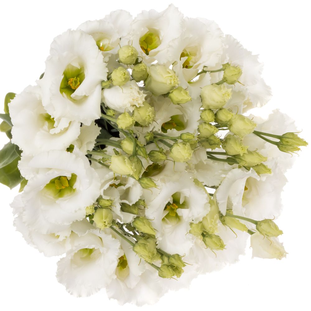 Lisianthus weiss Falda Einfach 5+Blüte 70cm