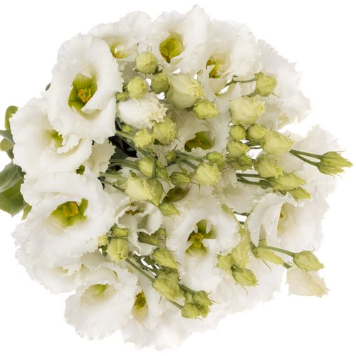 Lisianthus weiss Falda Einfach 5+Blüte 70cm