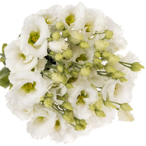 Lisianthus weiss Falda Einfach 5+Blute 70cm