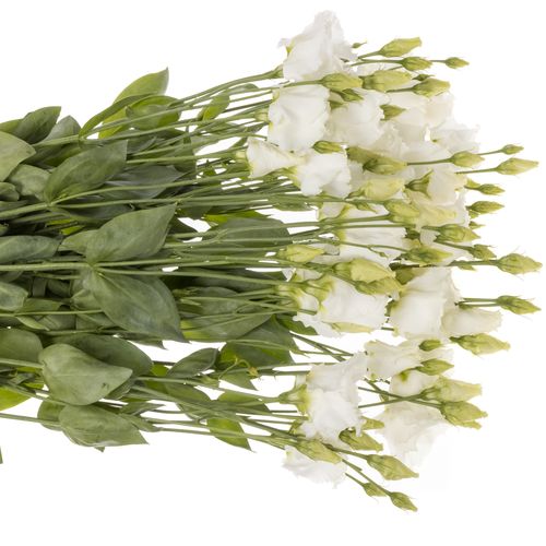 Lisianthus weiss Falda Einfach 5+Blüte 70cm