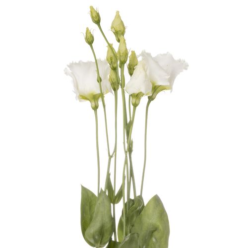 Lisianthus weiss Falda Einfach 5+Blüte 70cm