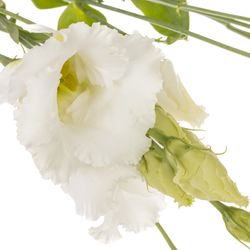 Lisianthus weiss Falda Einfach 5+Blüte 70cm