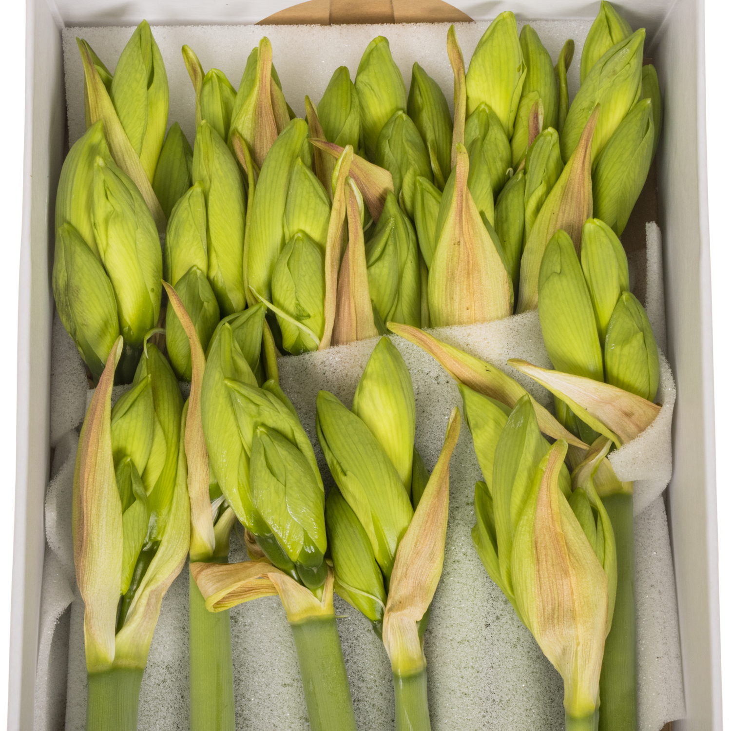 Amaryllis Krt.hell grün Luna x 18