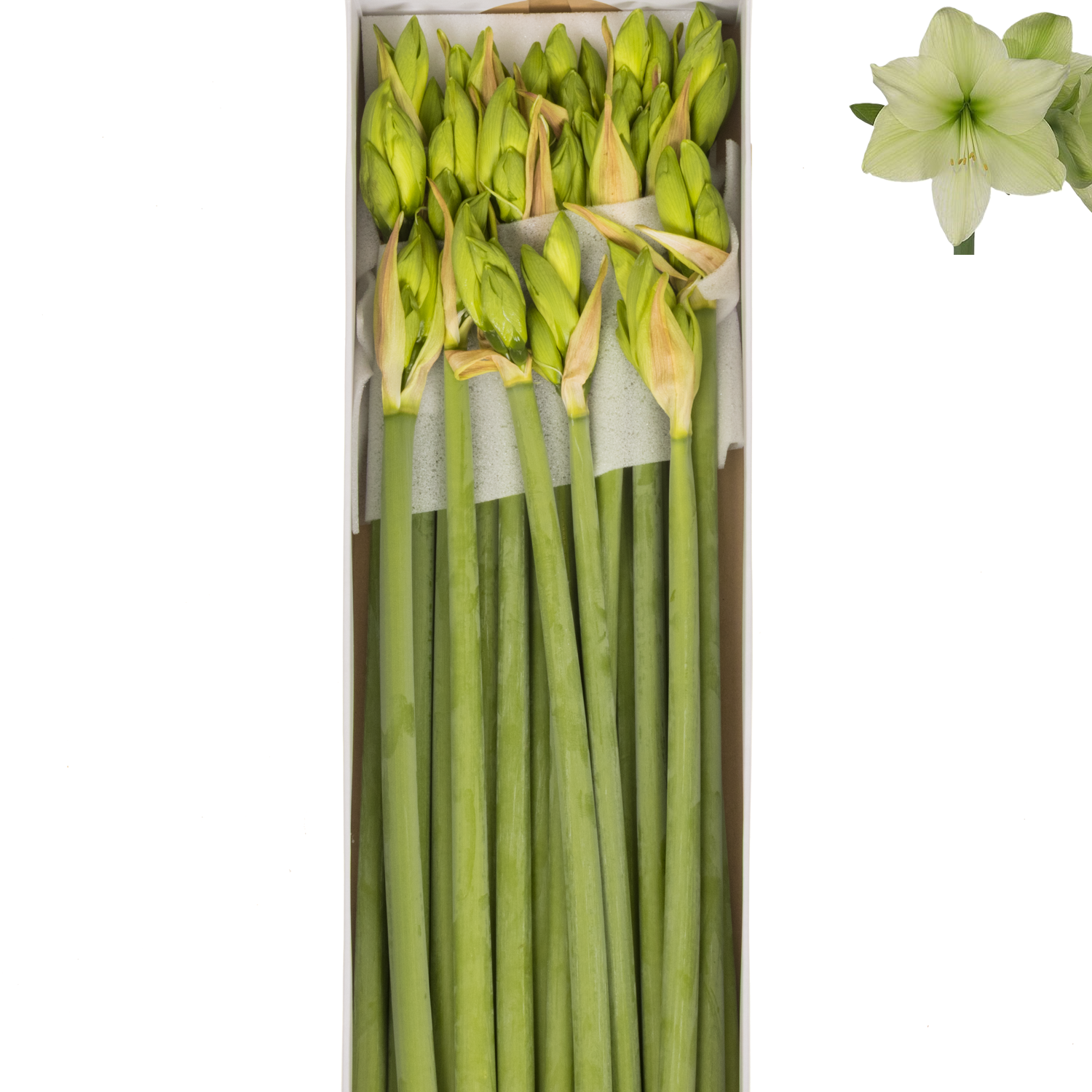 Amaryllis Krt.hell grün Luna x 18