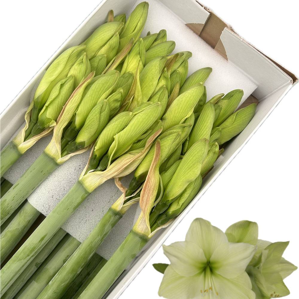 Amaryllis Krt.hell grün Luna x 18