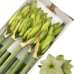 Amaryllis Krt.hell grün Luna x 18