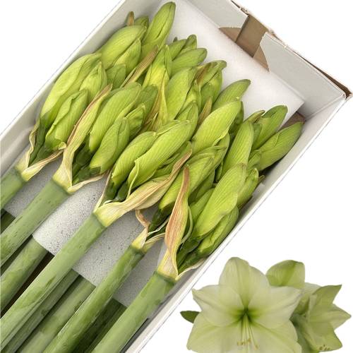 Amaryllis Krt.hell grün Luna x 18