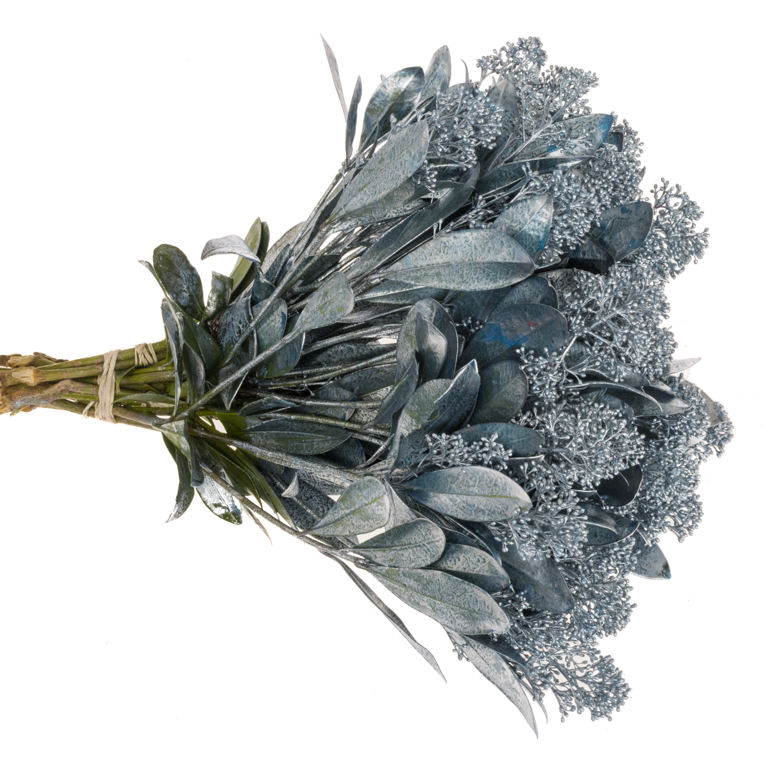 Skimmia blau ice gefärbt 40cm