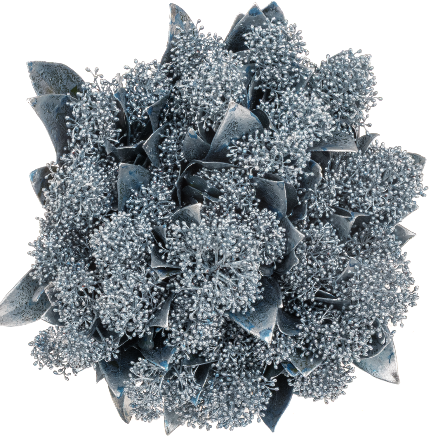 Skimmia blau ice gefärbt 40cm