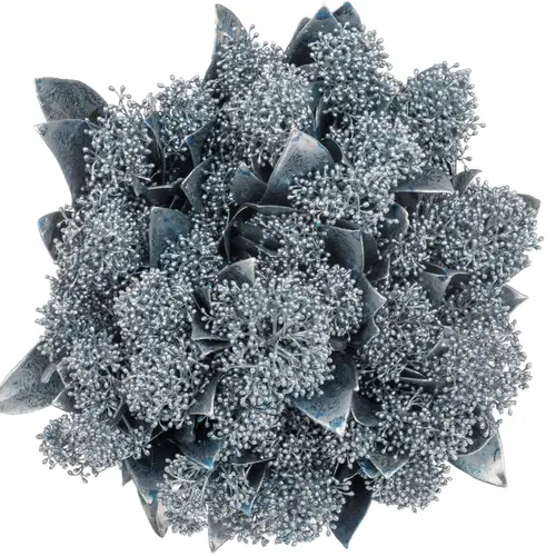 Skimmia blau ice gefärbt 40cm