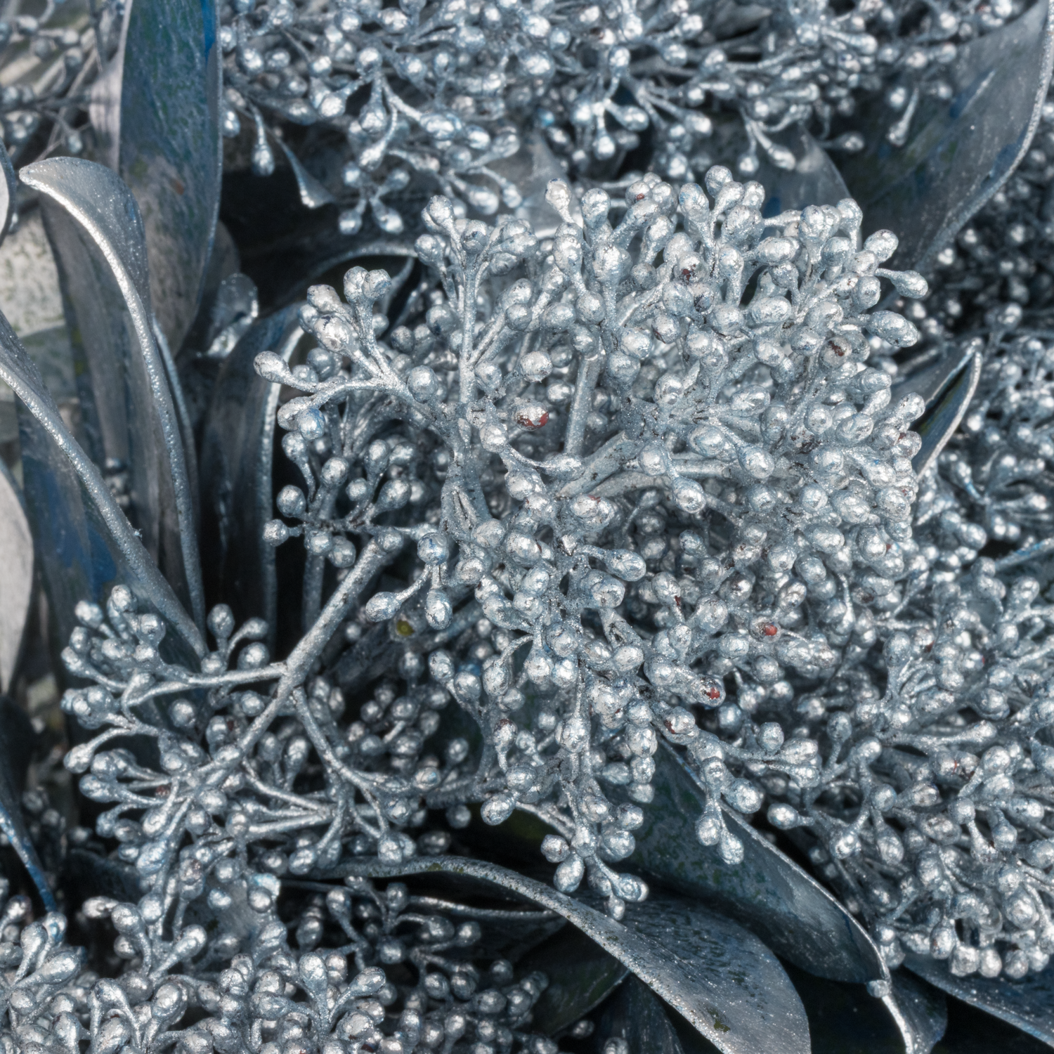 Skimmia blau ice gefärbt 40cm