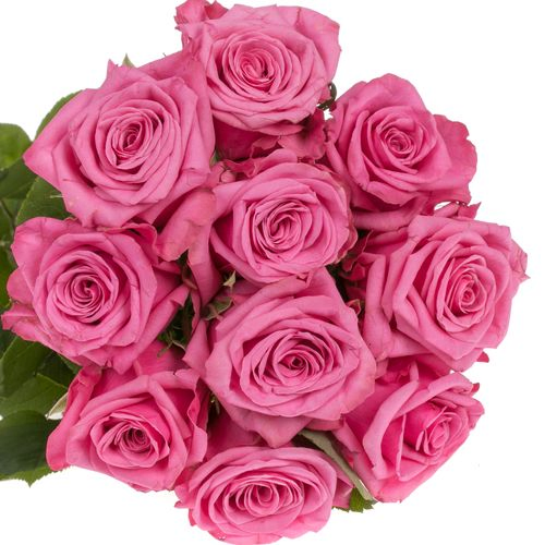 Rose rosa Kiss Me Kate 70cm