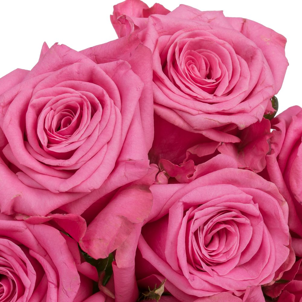 Rose rosa Kiss Me Kate 70cm