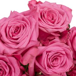 Rose rosa Kiss Me Kate 70cm