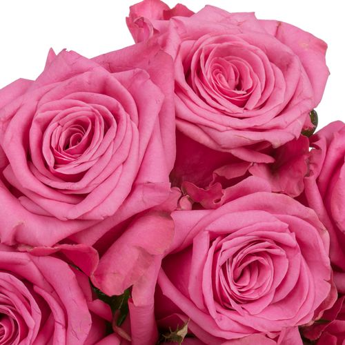 Rose rosa Kiss Me Kate 70cm