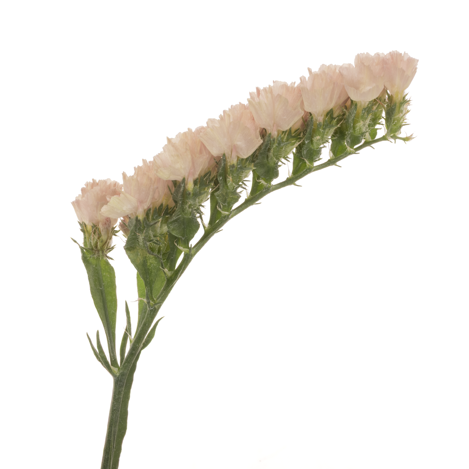 Statice apricot Glow Sun Birds 38 Gramm 80cm