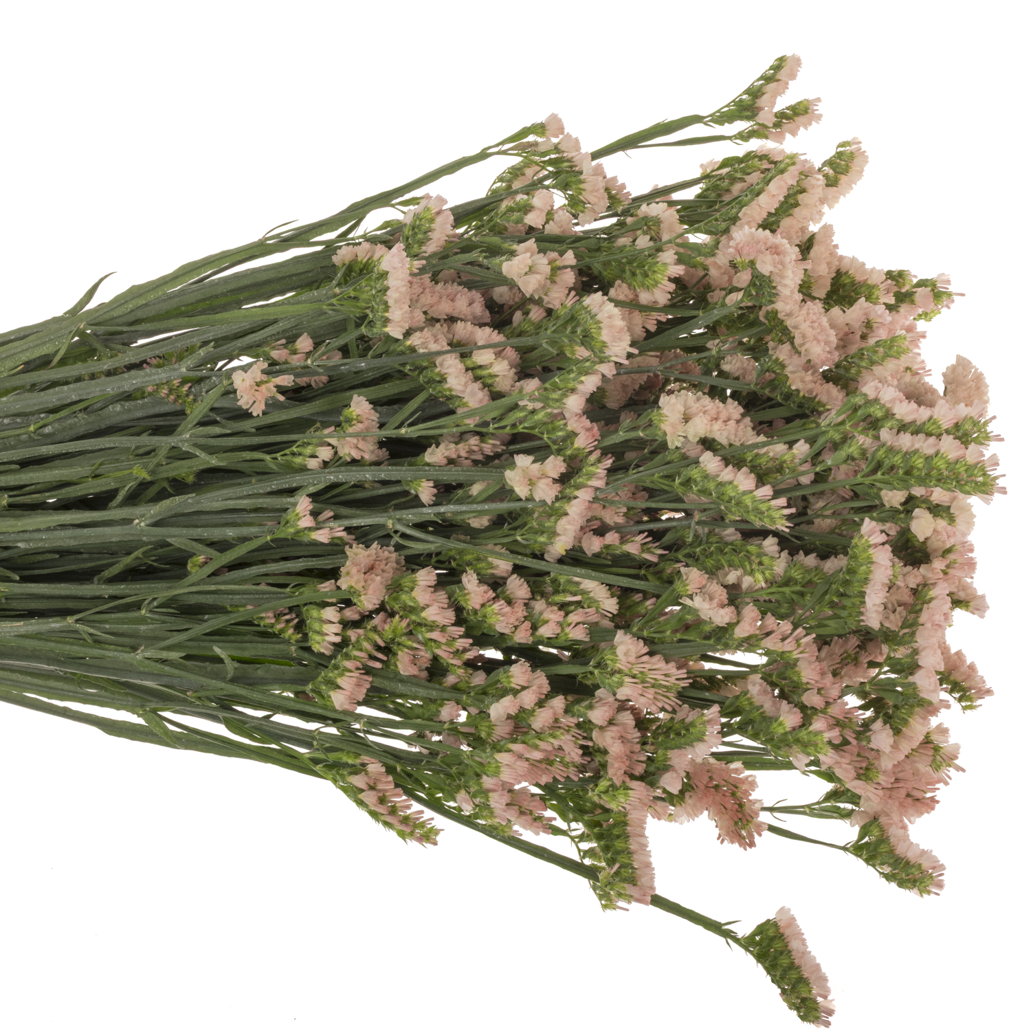 Statice apricot Glow Sun Birds 38 Gramm 80cm