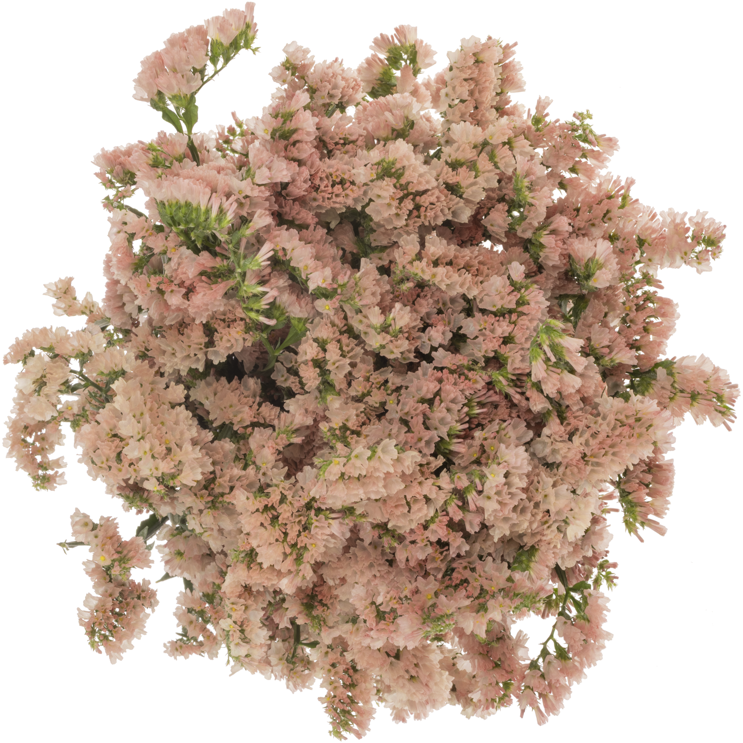 Statice apricot Glow Sun Birds 38 Gramm 80cm