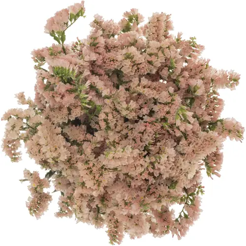 Statice apricot Glow Sun Birds 38 Gramm 80cm