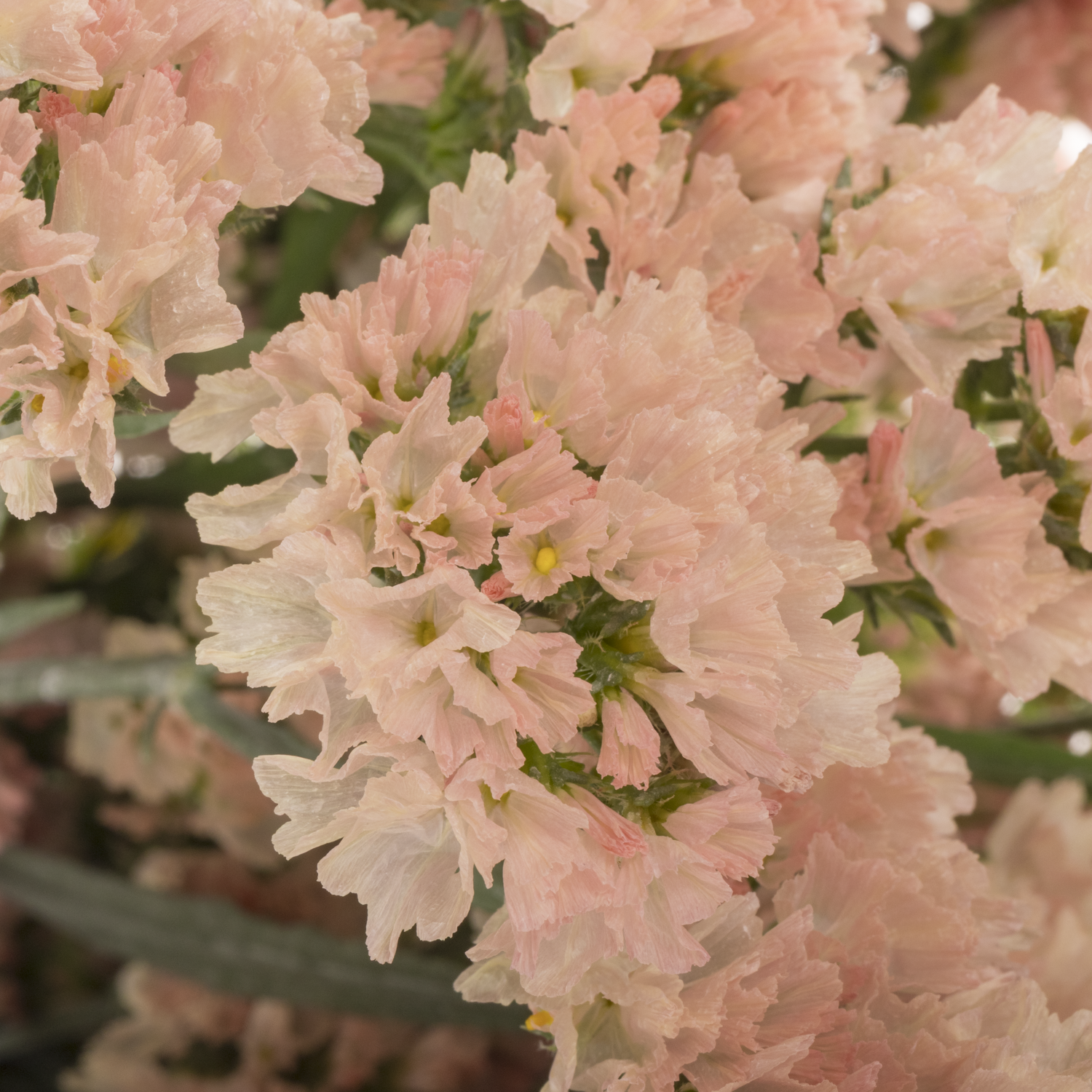 Statice apricot Glow Sun Birds 38 Gramm 80cm