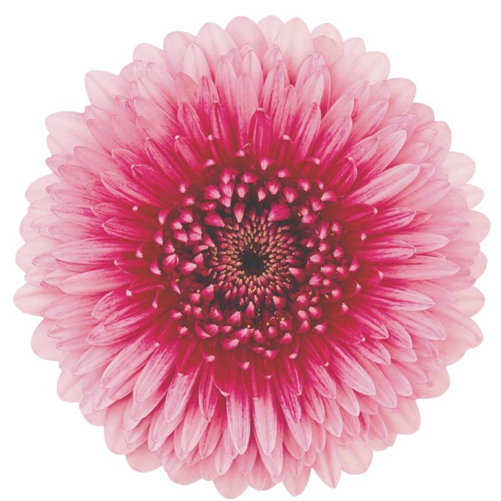 Germini hell rosa/fuchsia ChooChoo