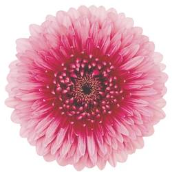 Germini hell rosa/fuchsia ChooChoo