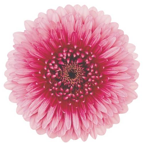 Germini hell rosa/fuchsia ChooChoo