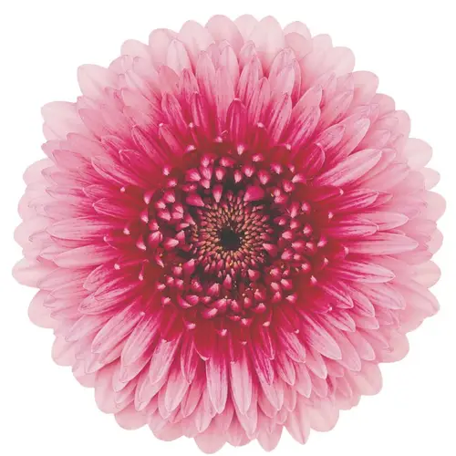 Germini hell rosa/fuchsia ChooChoo