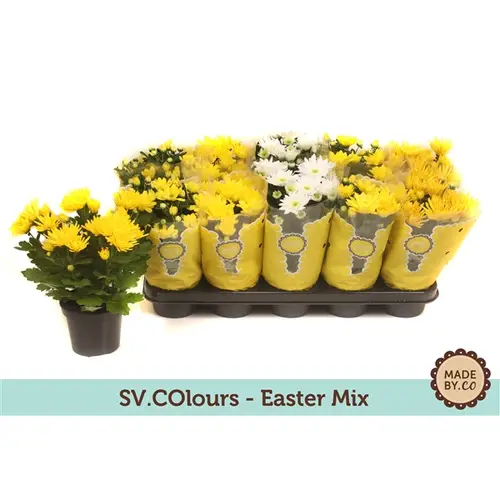 Chrys.Ostern mix T12 H25