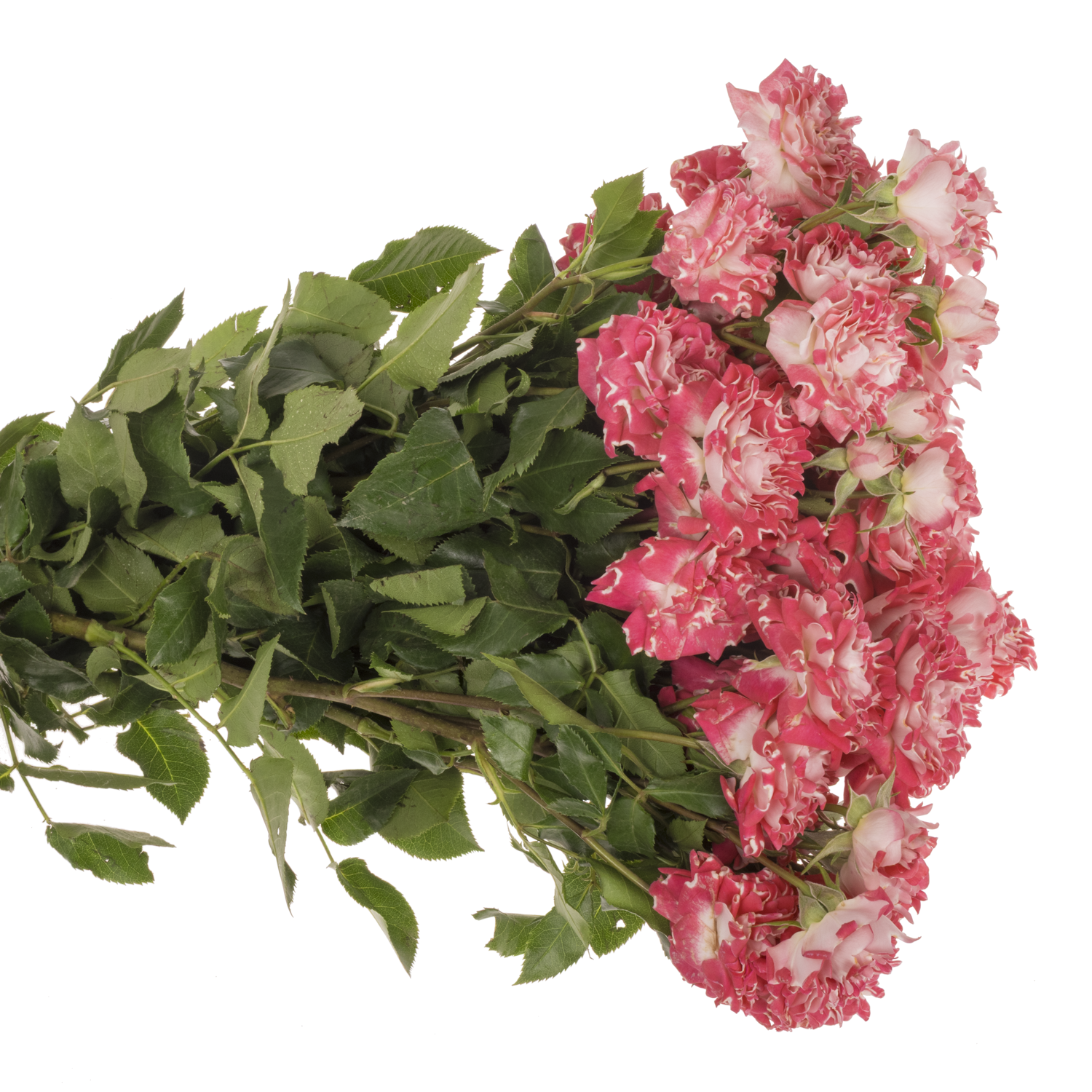 Rose verzweigt fuchsia Hashtag Wishful 50cm