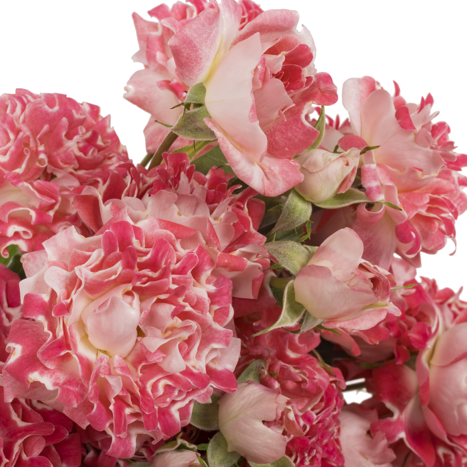 Rose verzweigt fuchsia Hashtag Wishful 50cm