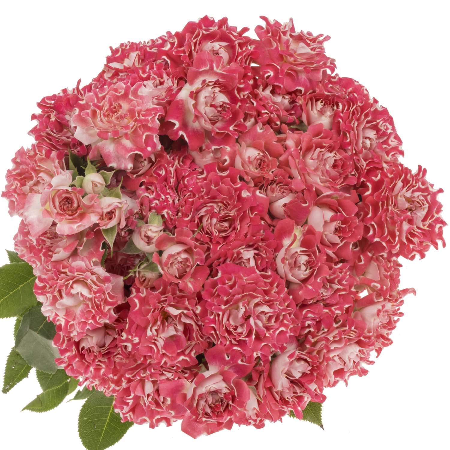 Rose verzweigt fuchsia Hashtag Wishful 50cm