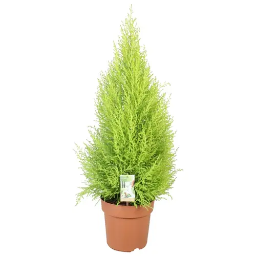Cupressus grün T21 H100