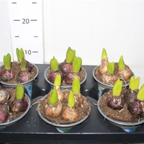 Hyazinthe mix 3er Schnapchen Vom Uhr T12 H015