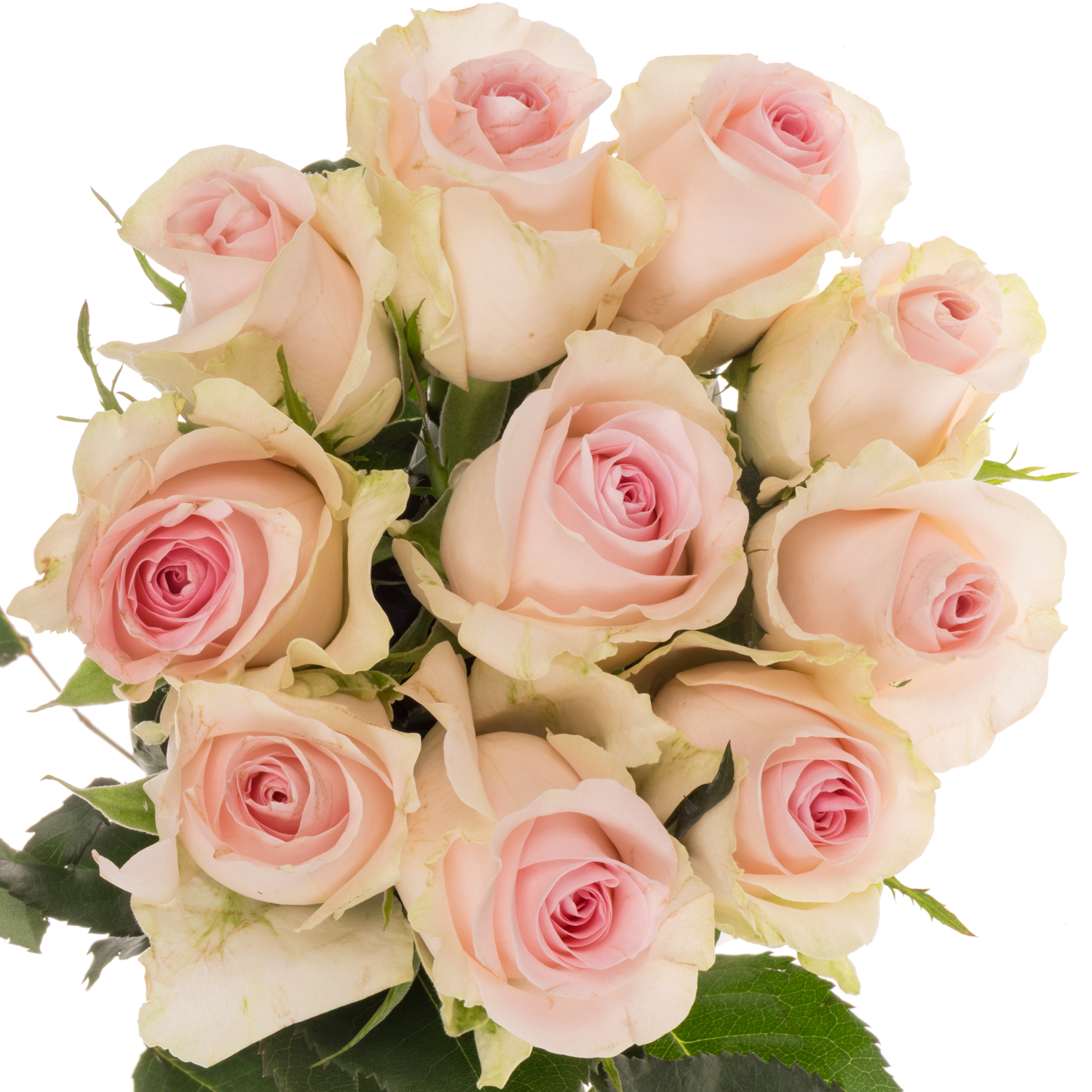 Rose creme/hell rosa Sweet Revival / 60cm