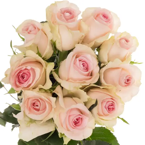Rose creme/hell rosa Sweet Revival / 60cm