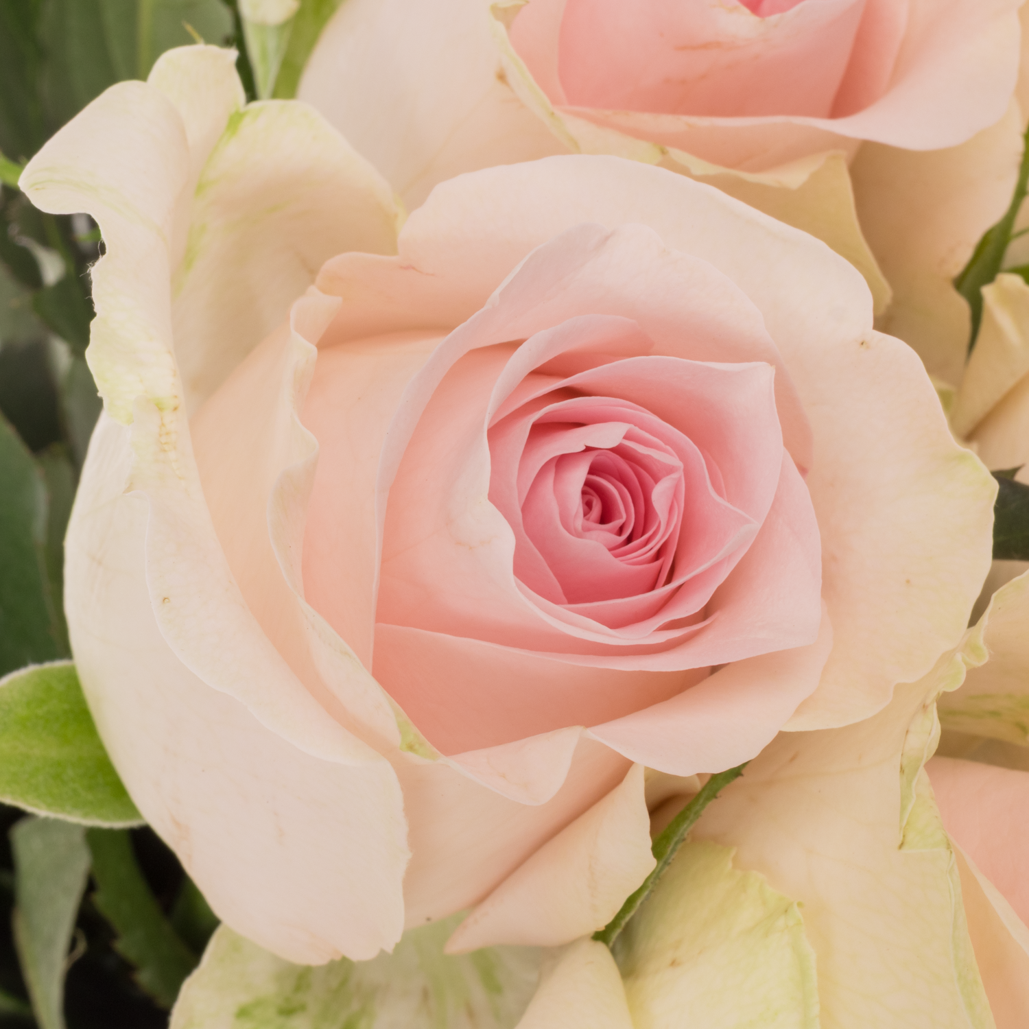 Rose creme/hell rosa Sweet Revival / 60cm