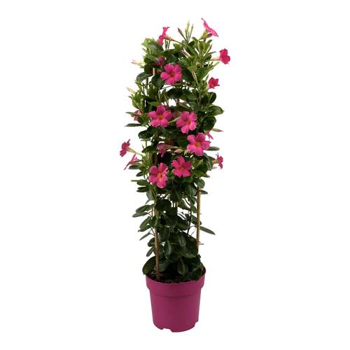 Mandevilla Sundaville fuchsia Turm T19 H075