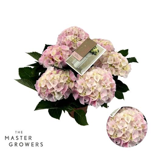 Hortensie hell rosa Hi Diamond 5+Blüte T14 H040
