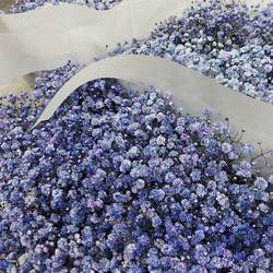 Gyps blau Ecuador grosse Blüte 80cm