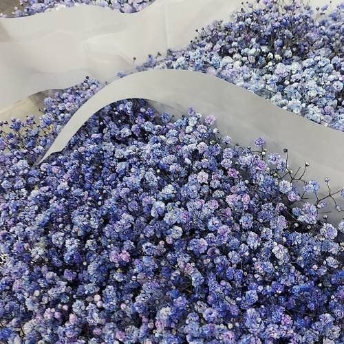 Gyps blau Ecuador grosse Blüte 80cm