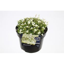 Houstonia weiss T13 H20