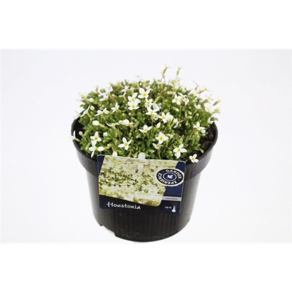 Houstonia weiss T13 H20