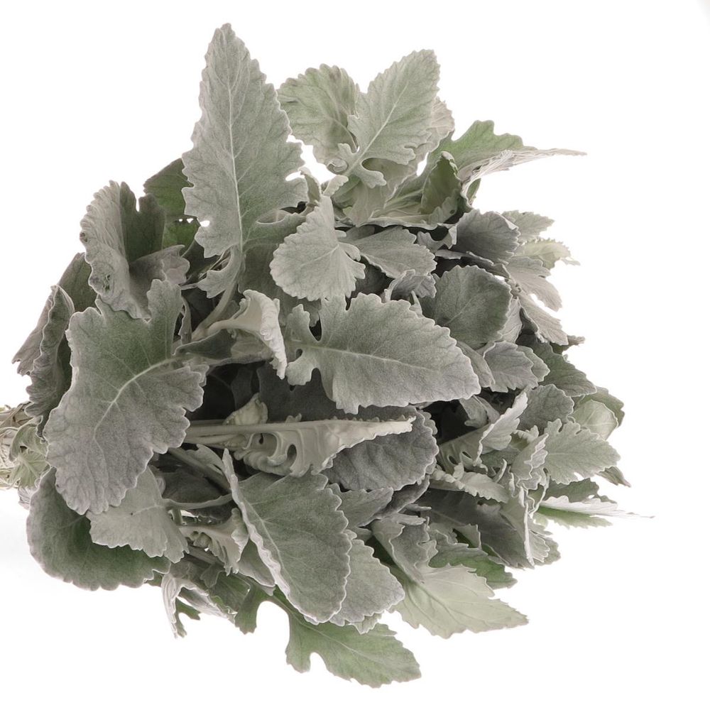 Senecio New Hope 40cm