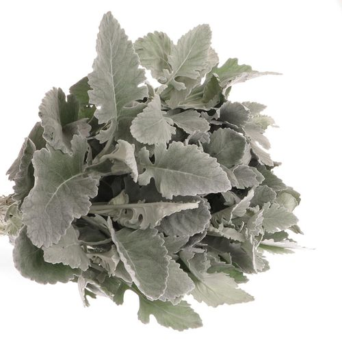 Senecio New Hope 40cm